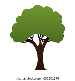 Beautiful tree isolated