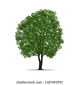 Beautiful tree isolated on  white background. Vector illustration design.
