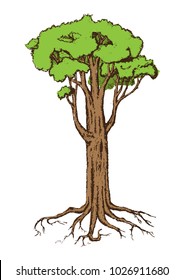Beautiful tree on a white background