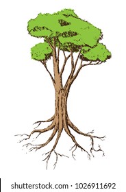 Beautiful tree on a white background