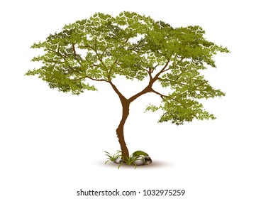 Beautiful tree on a white background
