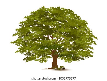 Beautiful tree on a white background