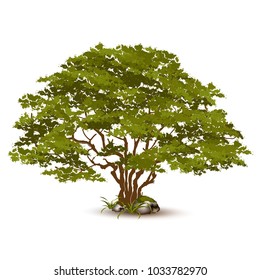 Beautiful tree on a white background