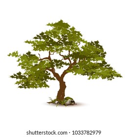 Beautiful tree on a white background
