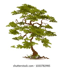 Beautiful tree on a white background