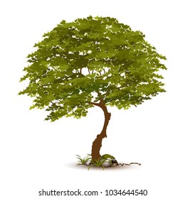 Beautiful tree on a white background