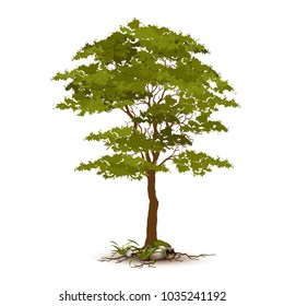 Beautiful tree on a white background