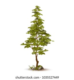 Beautiful tree on a white background.
