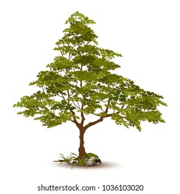 Beautiful tree on a white background.
