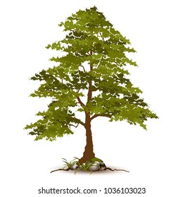 Beautiful tree on a white background.
