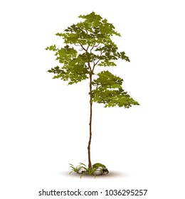 Beautiful tree on a white background.