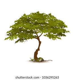 Beautiful tree on a white background.