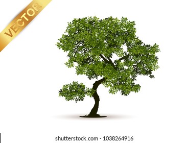 Beautiful tree on a white background.