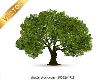 Beautiful tree on a white background.