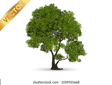 Beautiful tree on a white background.
