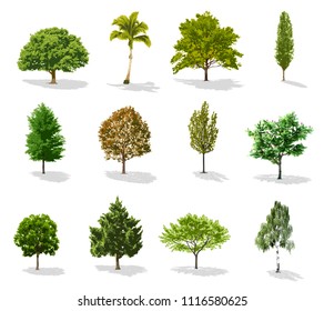 Beautiful tree on a white background