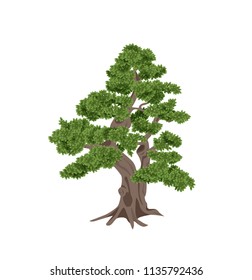 Beautiful tree on a white background