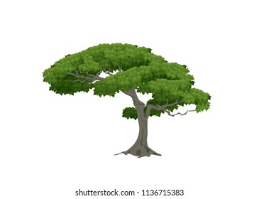 Beautiful tree on a white background