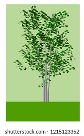 Beautiful tree on a white background