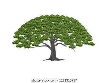 Beautiful tree on a white background