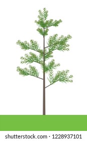Beautiful tree on a white background