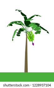Beautiful tree on a white background