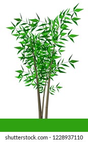 Beautiful tree on a white background
