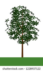 Beautiful tree on a white background