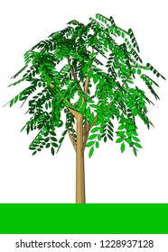 Beautiful tree on a white background