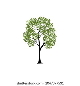 Beautiful tree on a white background