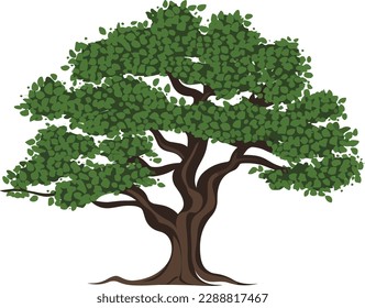 Beautiful tree on a white background