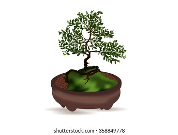 Beautiful tree on a white background