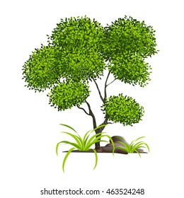 Beautiful tree on a white background