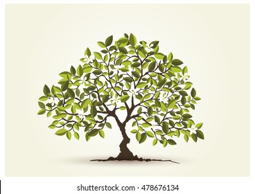 Beautiful tree on a white background