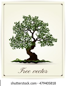 Beautiful tree on a white background