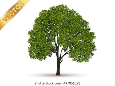 Beautiful tree on a white background