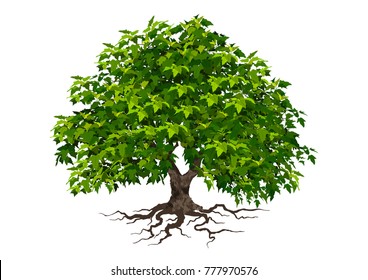 Beautiful tree on a white background