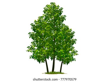 Beautiful tree on a white background