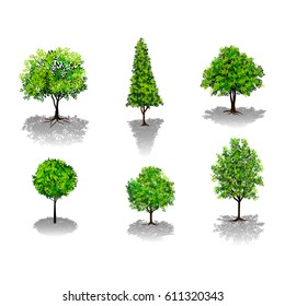 Beautiful tree on a white background,Isolated vector tree,Artwork design element.