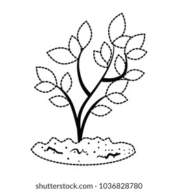 beautiful tree plant cultivated