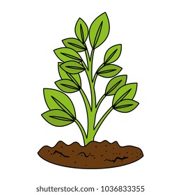 beautiful tree plant cultivated
