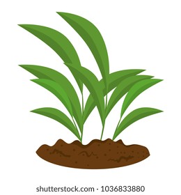 beautiful tree plant cultivated