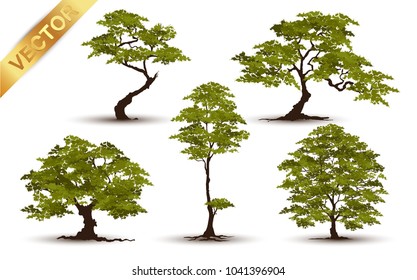 Beautiful tree Realistic  on a white background.
