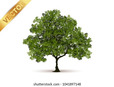 Beautiful tree Realistic  on a white background.
