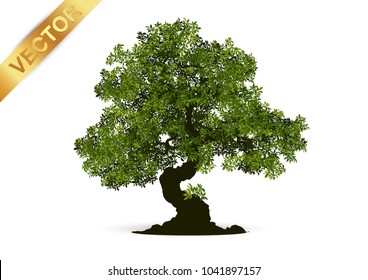 Beautiful tree Realistic  on a white background.
