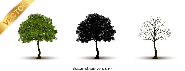 Beautiful tree Realistic  on a white background.
