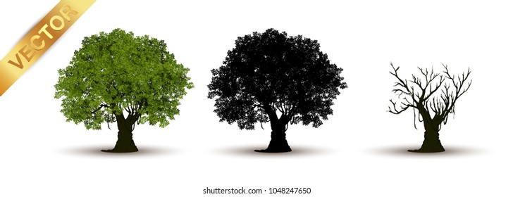 Beautiful tree Realistic  on a white background.
