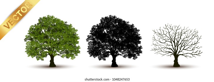 Beautiful tree Realistic  on a white background.
