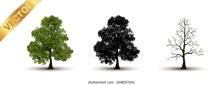 Beautiful tree Realistic  on a white background.
