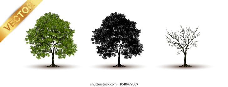 Beautiful tree Realistic  on a white background.
